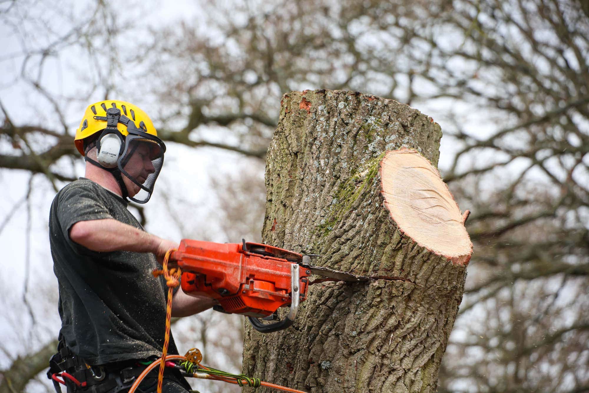 All arborists are fully trained and professional. 
