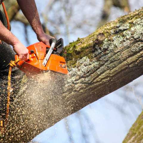 cutting down a tree