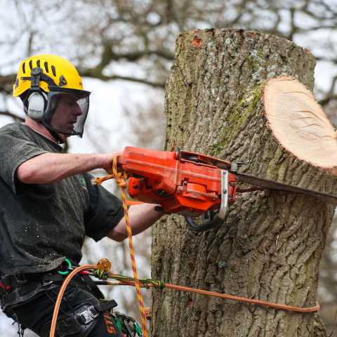 cutting down a tree